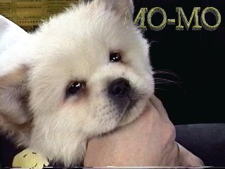 Mo-Mo the baby girl